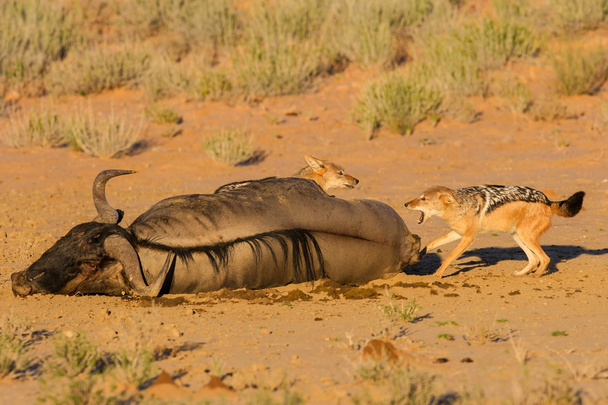 Pair of jackal fight over food in the Kalahari angry - Fotó, kép