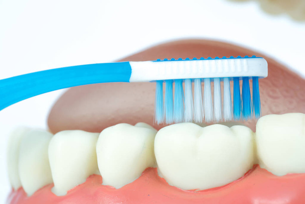 fogászati modell tárgy fogkefével fehér alapon - Fotó, kép