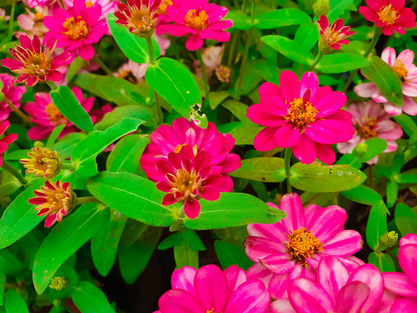 Jardín hecho de múltiples flores coloridas y diversas
. - Foto, Imagen