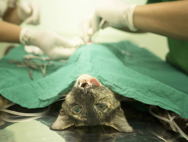 獣医手術中の猫、選択的焦点 - 写真・画像