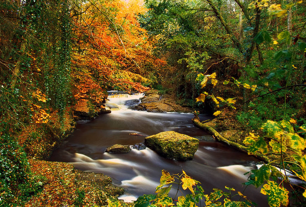 クレア・グレンスの秋,ティペラリー,アイルランド - 写真・画像