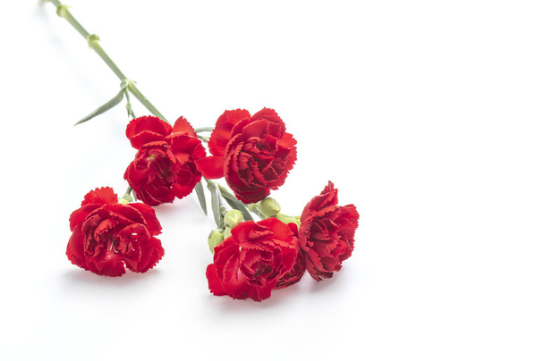 beautiful red flowers on background,close up - Foto, Imagen