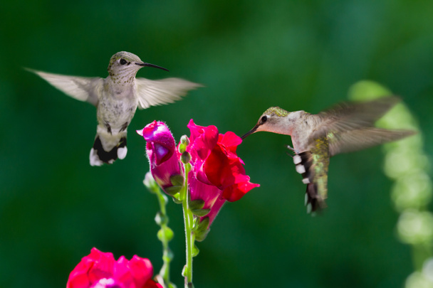 kolibries - Foto, afbeelding