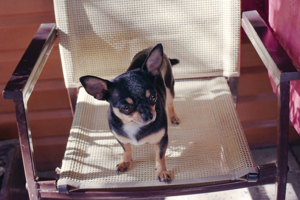 Chihuahua-Welpe sitzt auf Stuhl in Café - Foto, Bild