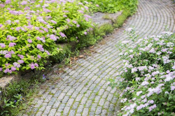 beautiful flowers and pathway in the garden - Foto, afbeelding