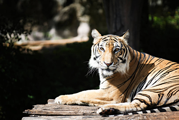 Bengal Tiger im Wald - Foto, Bild