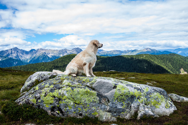 Sitting Golden Retriever in front the Alps - Photo, Image