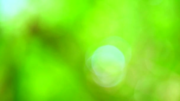 庭の薄緑色ぼかし背景抽象的なカラフルな葉の花の木 - 映像、動画
