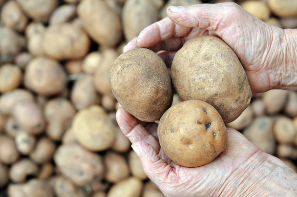 gardener's hands holding freshly harvested organic potatoes  - Photo, Image