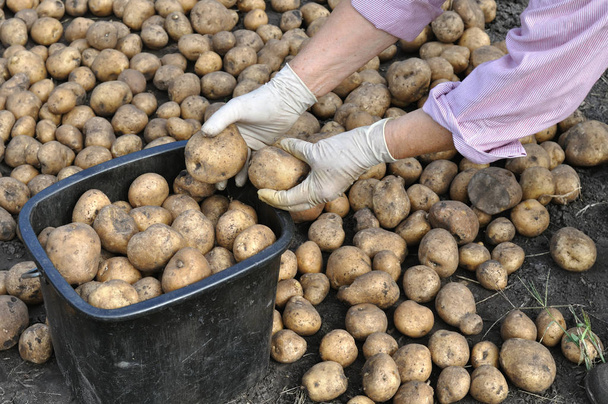 freshly harvested organic potatoes  - Photo, Image
