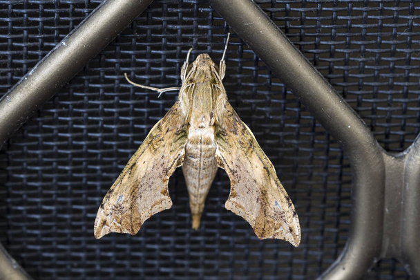 Hawkmoth owadów gatunków Moth - Zdjęcie, obraz