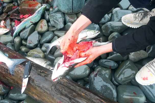 Červené lososy s kaviárem - Fotografie, Obrázek