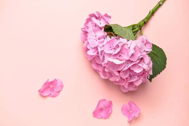Krásné hortenzie květiny na barevném pozadí - Fotografie, Obrázek