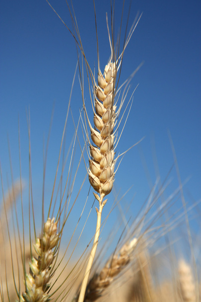 Detail of barley spike before harvest - Photo, Image