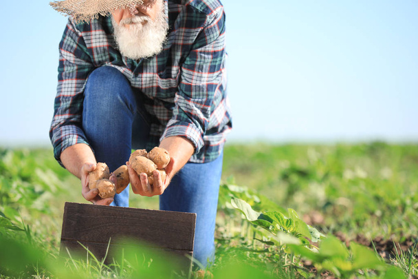 Senior férfi mezőgazdasági termelő összegyűjtött burgonya területén - Fotó, kép