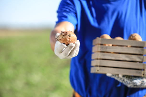 Young male farmer with gathered potatoes in field, closeup - Photo, Image