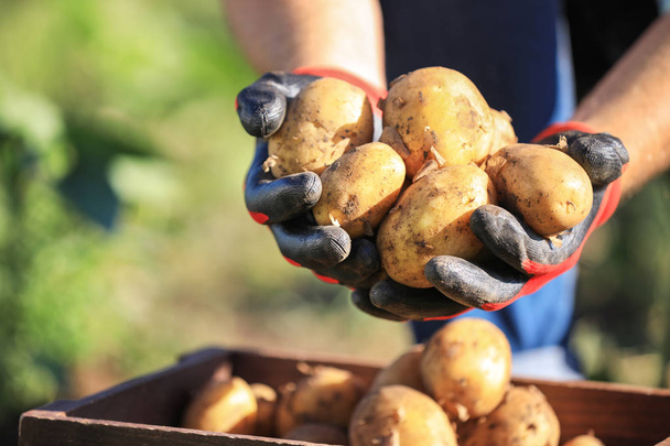 Fermier mâle avec pommes de terre cueillies dans le champ, gros plan
 - Photo, image