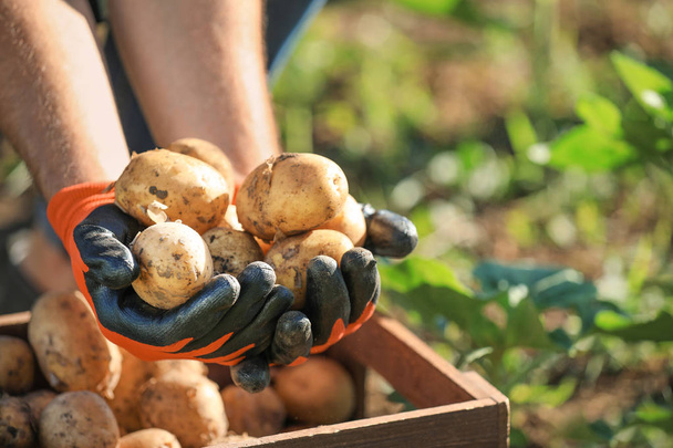 Mannelijke boer met verzamelde aardappelen in het veld, close-up - Foto, afbeelding
