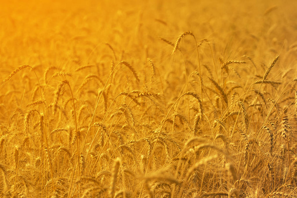 Harvest of ripe wheat. Spikelets of wheat in sunlight close-up. background of ripening ears of agriculture landscape - Foto, Imagen