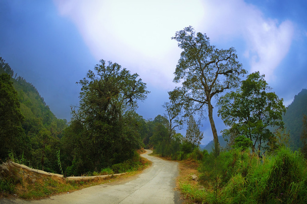 Вулиця між лісом і деревами
 - Фото, зображення