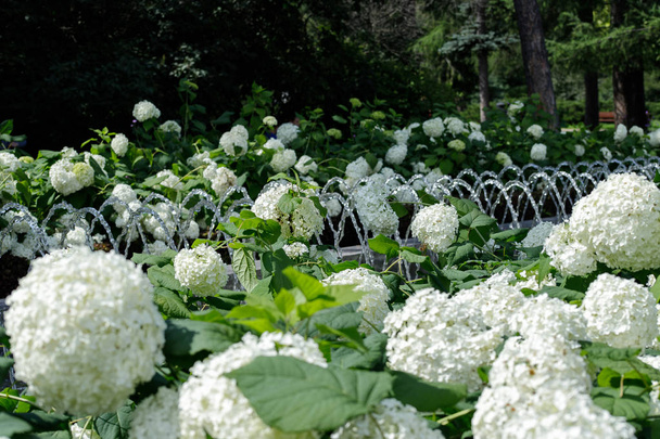 fleurs d'hortensia blanches fond floral romantique tendre
 - Photo, image