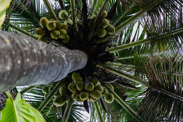 Вид з нижче пальмового дерева повно кокосів на острові Балі Індонезія - Фото, зображення