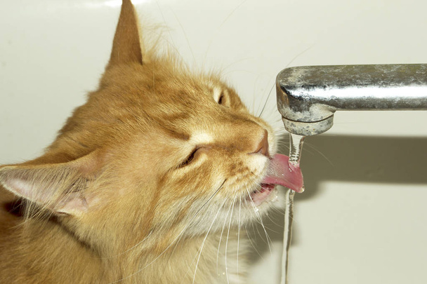 Cat bebe água
 - Foto, Imagem