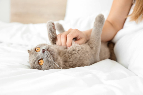 Schattige kat met eigenaar in bed - Foto, afbeelding