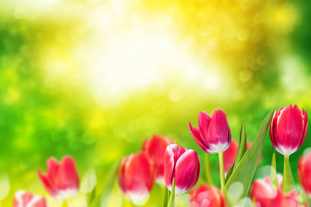 leuchtend bunte Frühlingsblumen - Foto, Bild
