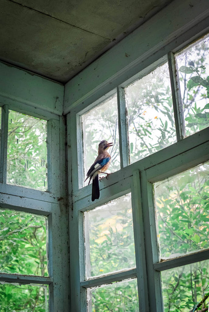 opuszczony w dekoracjecool okna ptak - Zdjęcie, obraz