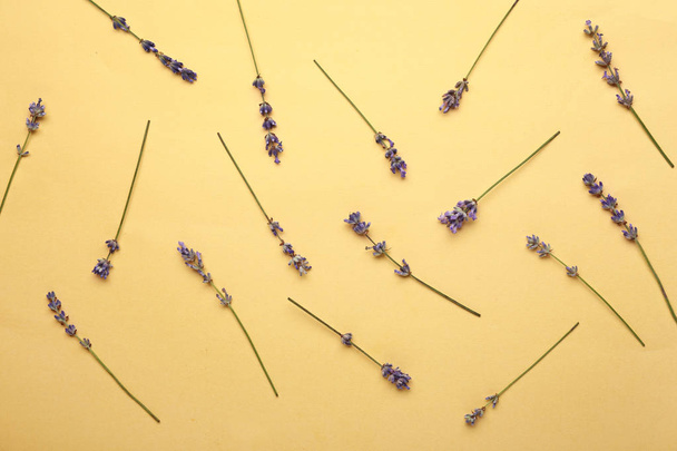 Beautiful lavender flowers on color background - Fotografie, Obrázek