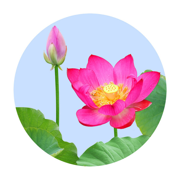 Цветок лотоса на круге
 - Фото, изображение