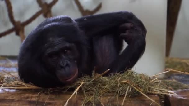 zaostřená z bonobo, populární lidská opice, Pygmejové šimpanz, ohrožený živočišný druh z Afriky - Záběry, video