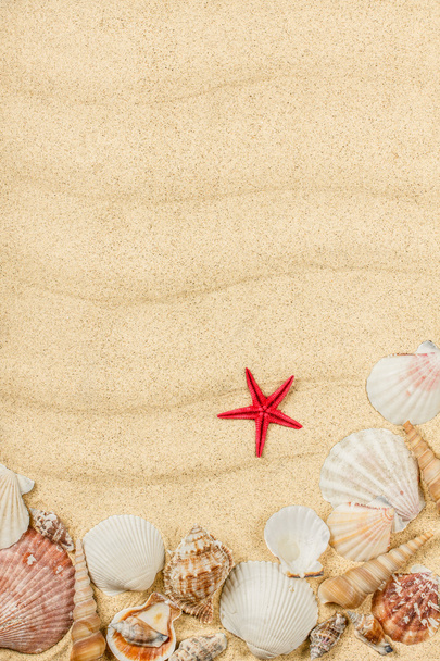 muszle morskie na tle piasku - Zdjęcie, obraz
