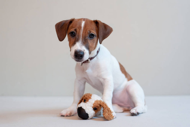 niedlichen lustigen Welpen Jack Russell Terrier auf einem hellen Hintergrund mit Spielzeug - Foto, Bild