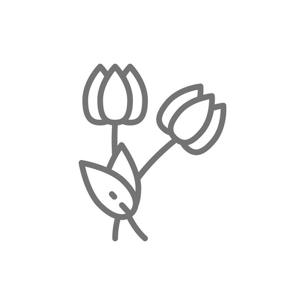 Virágok, tulipán vonal ikonja. Elszigetelt fehér alapon - Vektor, kép