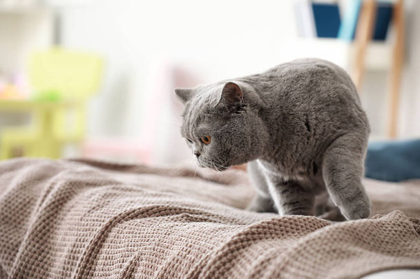 Lindo gato en la cama en casa
 - Foto, Imagen