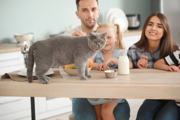 Happy perhe ruokinta söpö kissa keittiössä
 - Valokuva, kuva