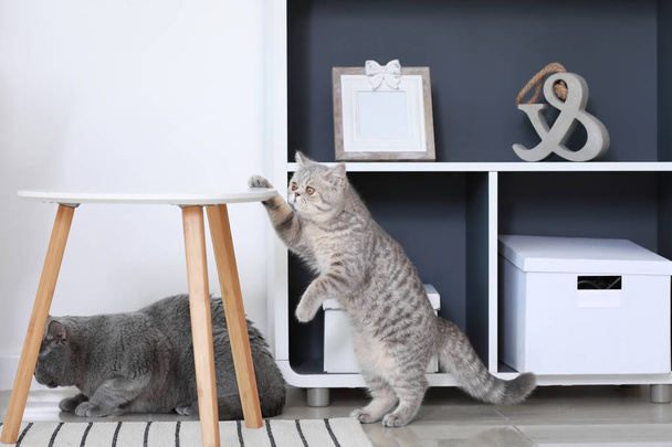 Evde meraklı sevimli kediler - Fotoğraf, Görsel