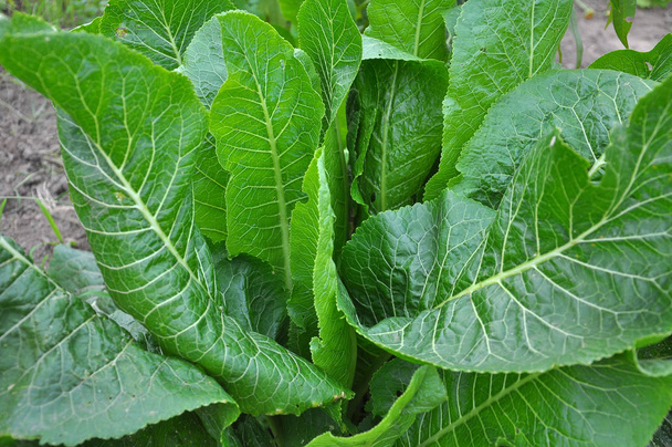 Хрін з зеленим листям у відкритому грунті
 - Фото, зображення
