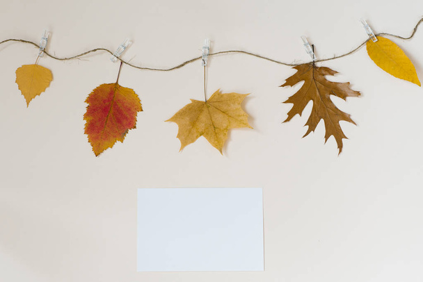 Herfst gevallen bladeren hangen op een touw met wasknijpers op een licht beige achtergrond. Het concept van de herfst kortingen. Locatie kopiëren - Foto, afbeelding