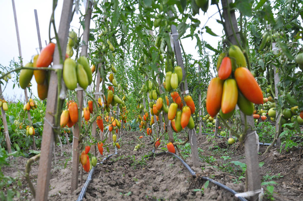 Pomidory uprawia się na otwartym terenie - Zdjęcie, obraz