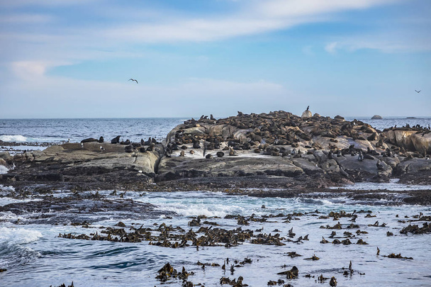 Vista di Duiker Island o Duikereiland (Afrikaans), conosciuta anche come Seal Island nella baia di Hout vicino a Città del Capo. Colonia di foche selvatiche sull'isola di Seal. Sudafrica
.  - Foto, immagini