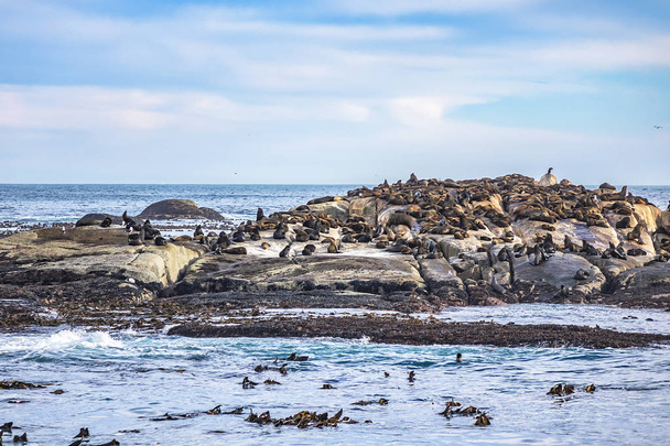 Vista di Duiker Island o Duikereiland (Afrikaans), conosciuta anche come Seal Island nella baia di Hout vicino a Città del Capo. Colonia di foche selvatiche sull'isola di Seal. Sudafrica
.  - Foto, immagini