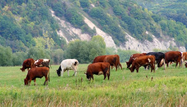 Cows on pasture - Фото, изображение