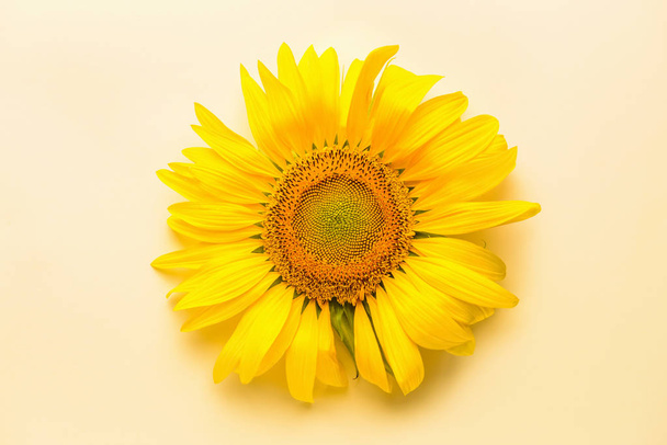 Beautiful sunflower on light background - Photo, image