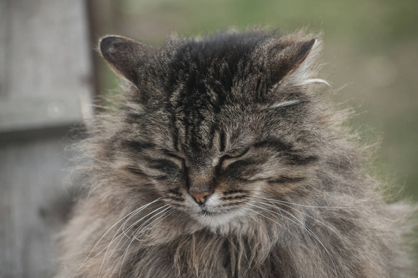 Norwegian purebred forest cat portrait head closeup - Photo, Image