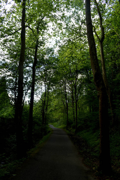 Route à travers une forêt luxuriante
. - Photo, image
