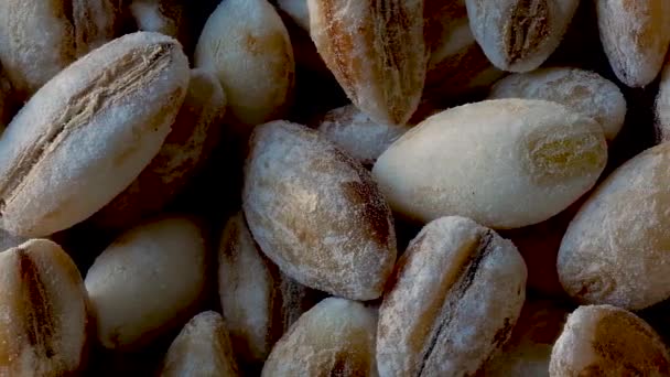Macro Close-up of Barley Grains, Hordeum vulgare, Pan Shot - Footage, Video