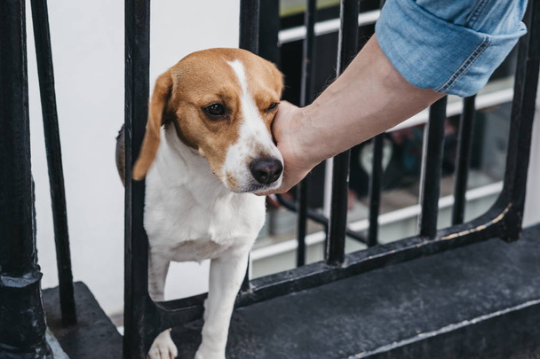 Passer-by caresser un chien regardant à travers la clôture
. - Photo, image
